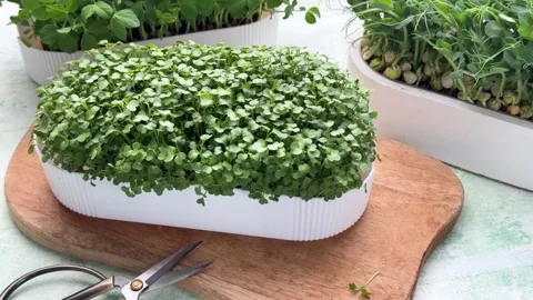Cutting fresh arugula microgreens with scissors Stock Footage 334287479