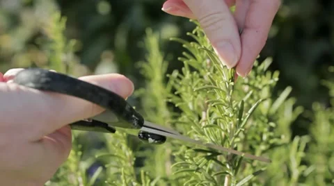 Cutting Fresh Herbs Video stock 10793731