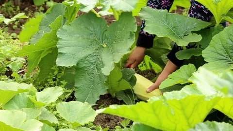 Cutting fresh ripe marrow in the garden Stock Footage