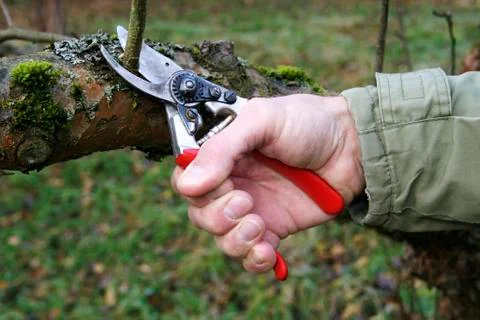 Cutting of a fruit tree with a pruning shears Stock Photos