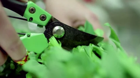 Cutting garden stems Video stock 77051107