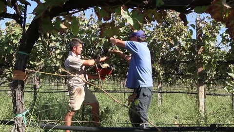 Cutting the grapes Stock Footage 69735858
