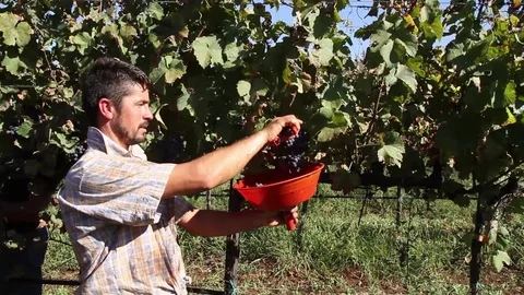 Cutting the grapes Stock Footage 69735999