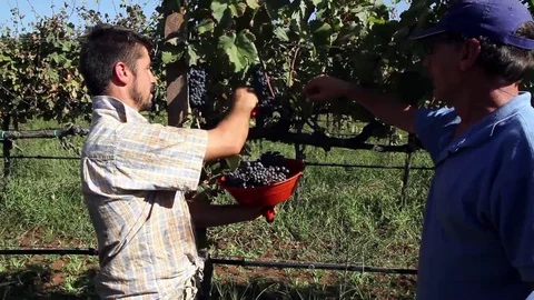 Cutting the grapes Stock Footage 69736118