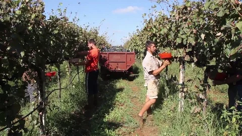 Cutting the grapes Stock Footage 69736342