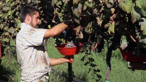 Cutting the grapes Stock Footage 69736364