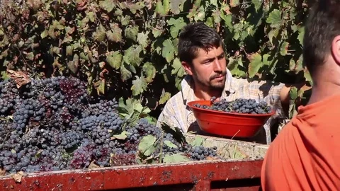 Cutting the grapes Stock Footage 69736466