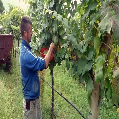 Cutting the grapes Stock Footage 69737064