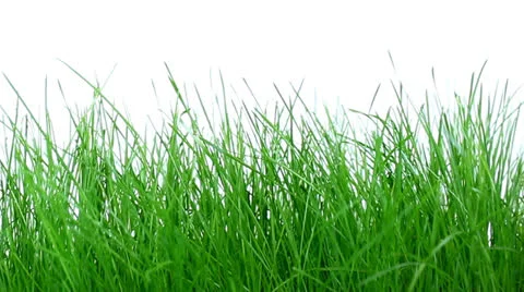 Cutting Grass Stock Footage 22692753