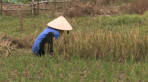 Cutting Grass Stock Footage 33798316