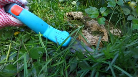 Cutting grass with a grass clippers between rocks in a garden Video stock 46714568
