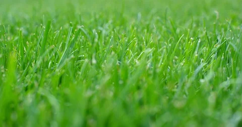 Cutting the grass with the lawn mower, low angle view. Shot on 6K RED camera. Stock Footage 114328478