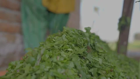 Cutting grass with old machine in village Stock Footage 309084223