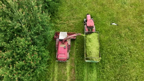 Cutting grass silage at field. Forage harvester on grass cutting for silage Stock Footage 203838004