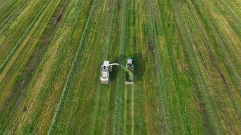 Cutting grass silage at field. Forage harvester on grass cutting for silage Video stock 212577715