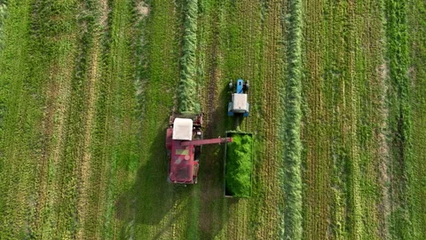 Cutting grass silage at field. Forage harvester on grass cutting for silage Stock-Footage 212600370