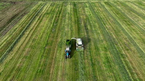 Cutting grass silage at field. Forage harvester on grass cutting for silage Vidéo 212611440