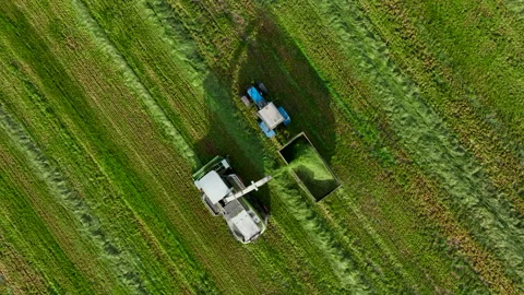 Cutting grass silage at field. Forage harvester on grass cutting for silage Stockbeeldmateriaal 213345048