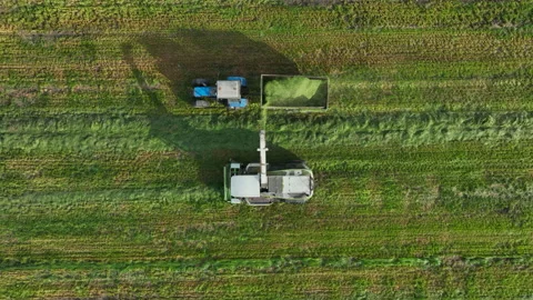 Cutting grass silage at field. Forage harvester on grass cutting for silage Video stock 213346268