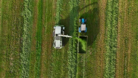 Cutting grass silage at field. Forage harvester on grass cutting for silage 스톡 동영상 213604154