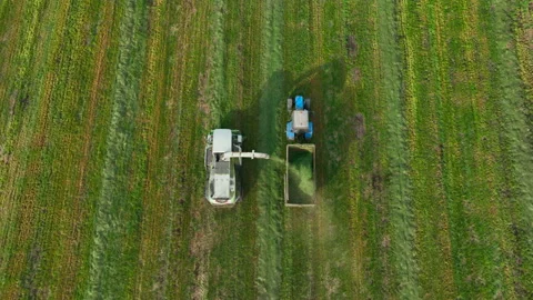 Cutting grass silage at field. Forage harvester on grass cutting for silage Stock Footage 213604255
