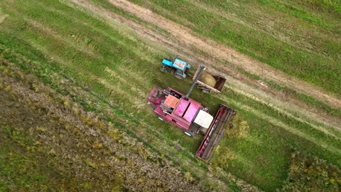 Cutting grass silage at field. Forage harvester on grass cutting silage Stock Footage 220100972