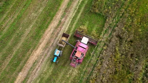 Cutting grass silage at field. Forage harvester on grass cutting silage Stock Footage 220102052