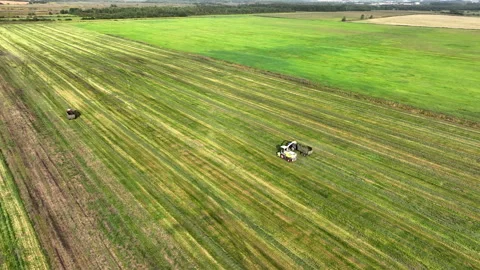 Cutting grass silage at field. Forage harvester on grass cutting in field. Stock Footage 220103262