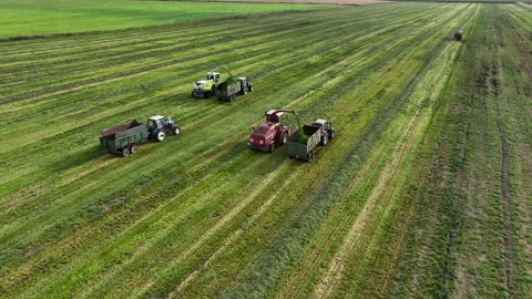 Cutting grass silage at field. Forage harvester on grass cutting in field. Stock Footage 220103310