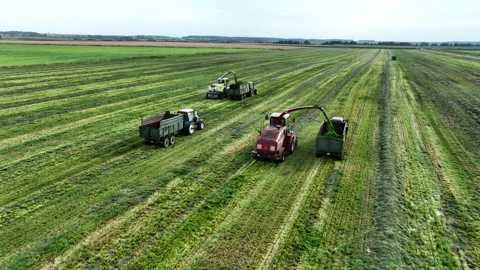Cutting grass silage at field. Forage harvester on grass cutting in field. Stock Footage 220103311