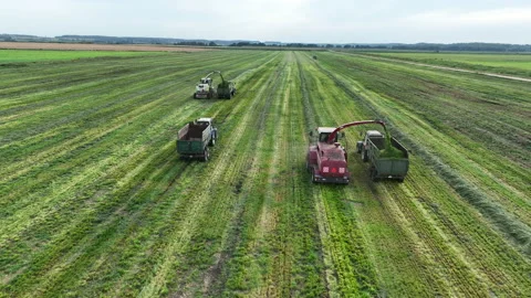 Cutting grass silage at field. Forage harvester on grass cutting in field. Stock Footage 220103313