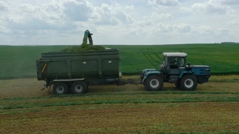 Cutting grass silage at field. Tractor with trailer transports hay grass silage. Stock Footage 230698756