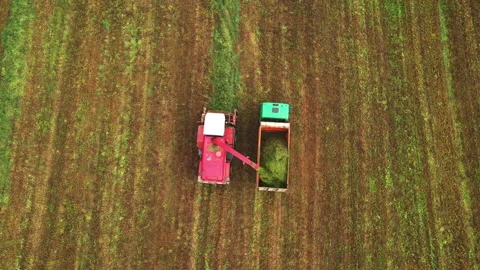 Cutting grass silage. Forage harvester on grass cutting for silage in field. Stock Footage 219782826