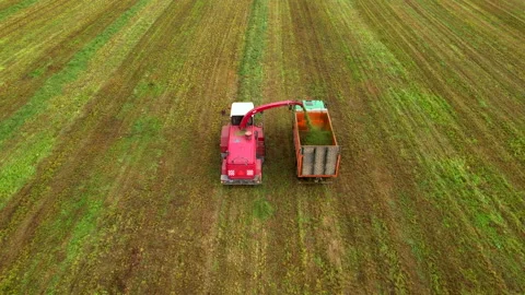 Cutting grass silage. Forage harvester on grass cutting for silage in field. Vídeo Stock 219782908