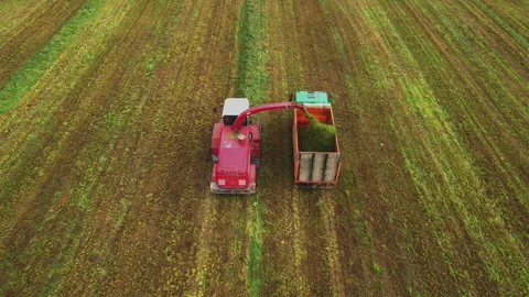 Cutting grass silage. Forage harvester on grass cutting for silage in field. Stock-Footage 219783013