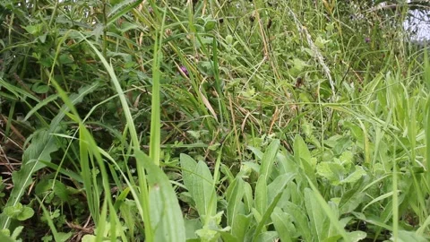 Cutting the grass with a small brush cutter Stock Footage 287040382
