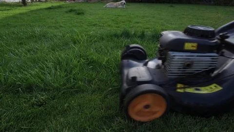 Cutting grass using a lawn mower Stock Footage 116260492