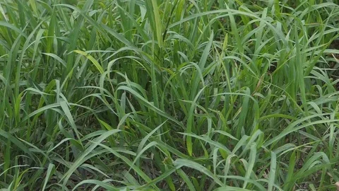 Cutting grass, using a petrol lawn mower., HD Slow Motion Stock Footage 80871324