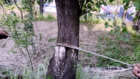 Cutting Green Tree with Hand Saw During Forestry Operation 库存影片 339532057