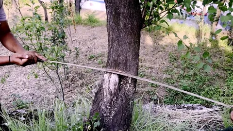 Cutting Green Tree with Hand Saw During Forestry Operation 库存影片 339536529