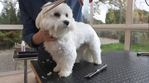 Cutting the head of adorable white dog Video stock 74765451