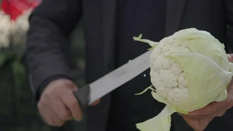 Cutting a head of cabbage in a garden Stock Footage 341733046