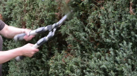 Cutting hedge with clippers 스톡 동영상 42469356