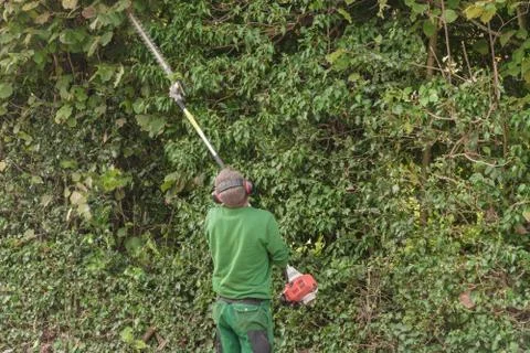 Cutting a hedge with engine hedge trimmer. Stock Photos