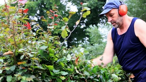 Cutting hedge with engine trimmer, handyman, gardening Stock Footage 231032647