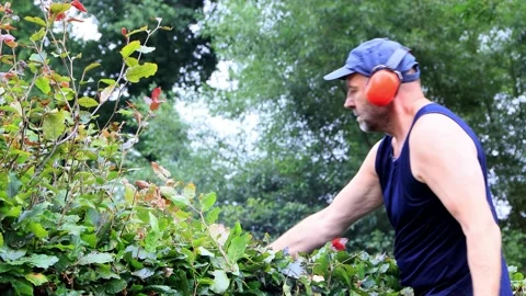 Cutting hedge with engine trimmer, handyman, gardening Stock Footage 231032696
