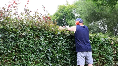 Cutting hedge with engine trimmer, handyman, gardening Stock Footage 231032893