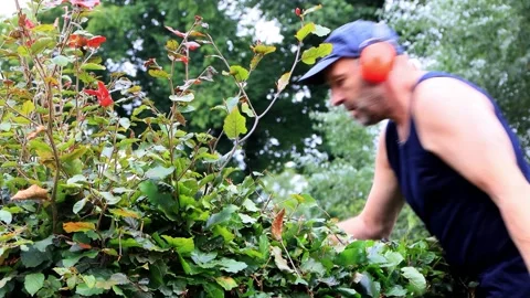 Cutting hedge with engine trimmer, handyman, gardening Stock Footage 246297005