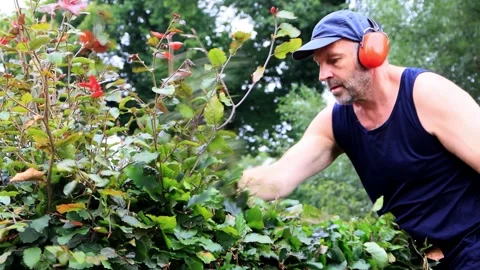 Cutting hedge with engine trimmer, handyman, gardening Stock Footage 246303941