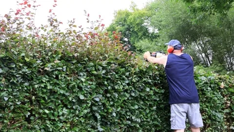 Cutting hedge with engine trimmer, handyman, gardening Video stock 246307567